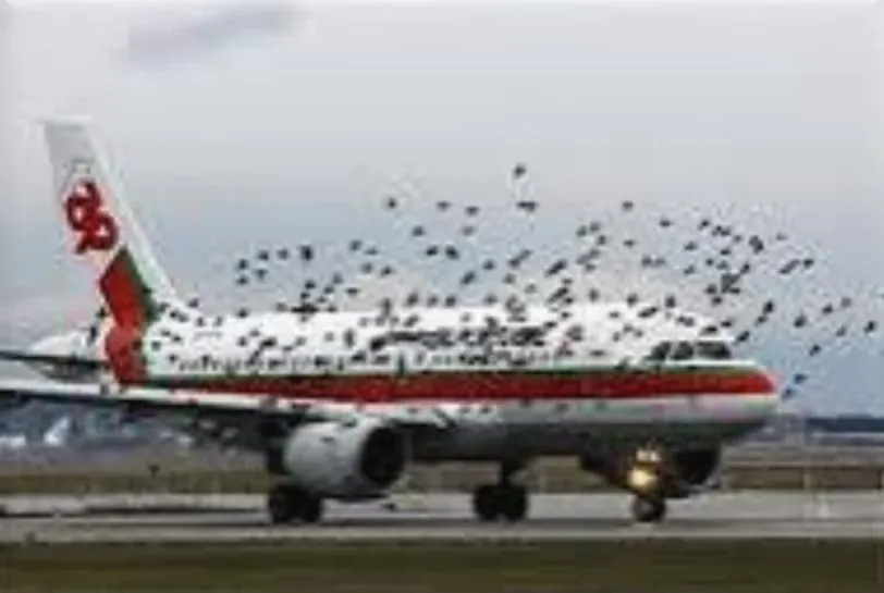 Birds crossing in front of an airliner on the runway