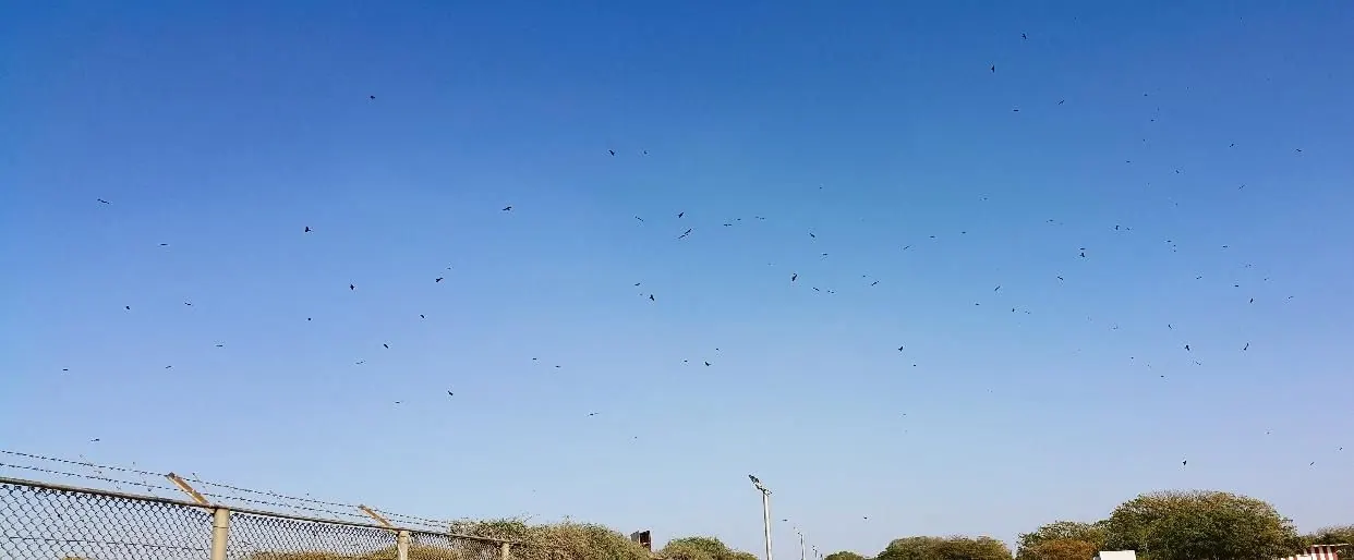 Birds circling above the perimeter fence