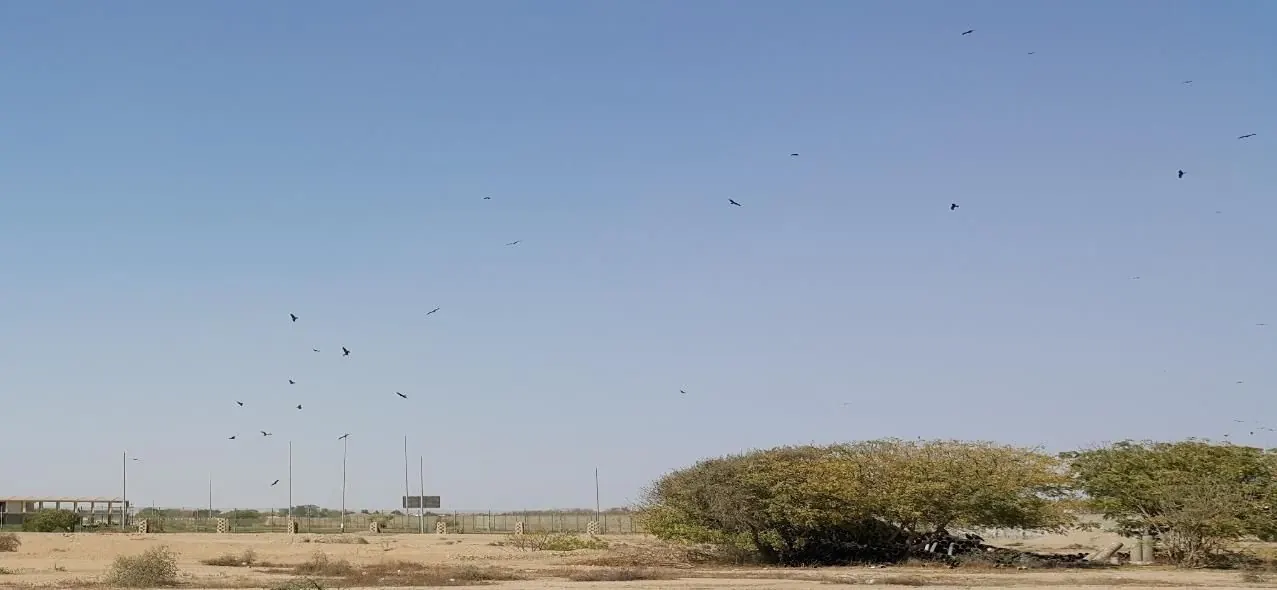 Kites flying over the golf course next to Runway 25R