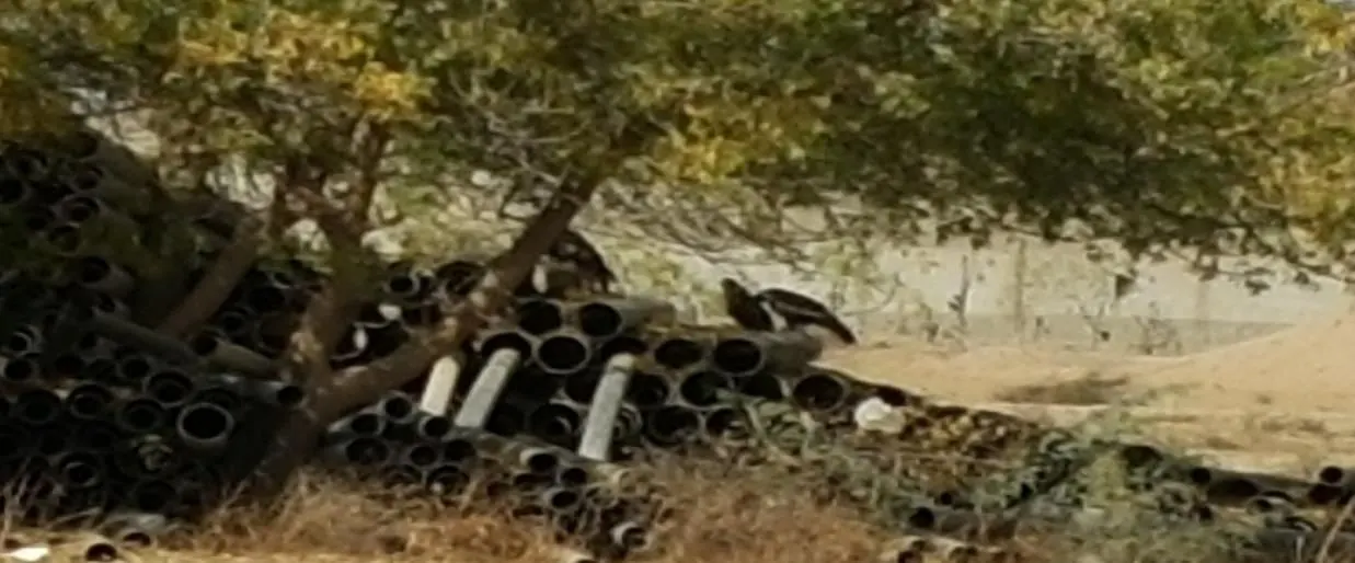 Kite roosting area among trees on the golf course